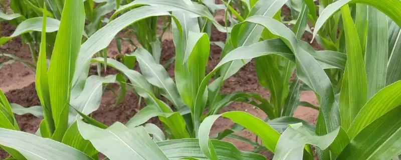 先玉1688玉米种子介绍及亩植密度要点?-会东网