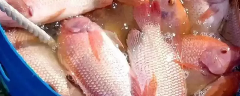 珍珠罗非鱼的产地在哪(珍珠罗非鱼原产于南非)？-会东网