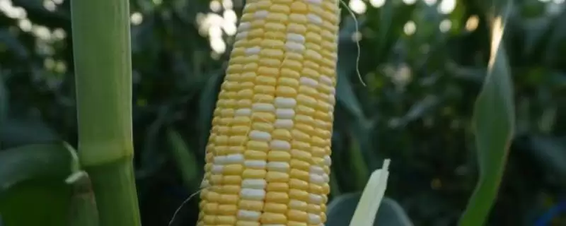 西蒙668玉米种子特点及生育期?-会东网