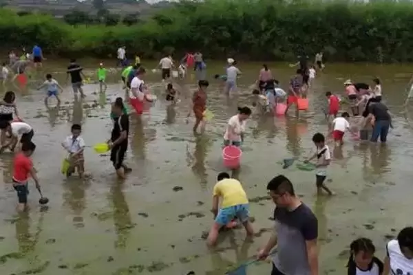 图片[3]-野生泥鳅几月份出洞(野生泥鳅几月出洞)？-会东网