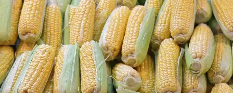致泰12号玉米品种啥情况(致泰12号玉米品种高抗茎腐病)?-会东网