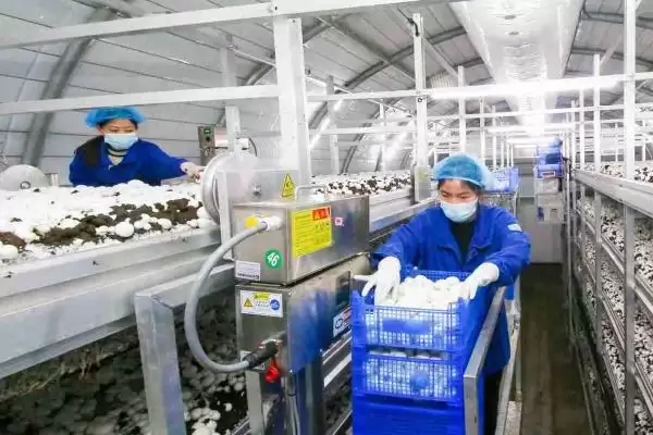 图片[2]-蘑菇怎么种植(蘑菇种植需将基质装入菇袋灭菌处理后接种)？-会东网