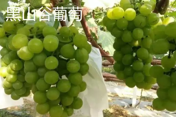 图片[4]-重庆市綦江有啥特产(重庆市綦江特产黑山方竹笋为中国独有)？-会东网