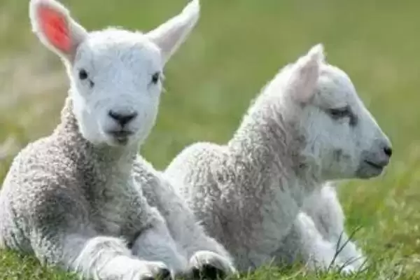 图片[3]-羊如何饲养(羊的饲养方法有哪些)？-会东网