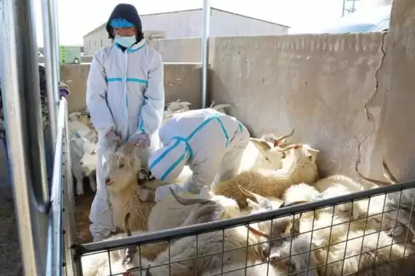 图片[11]-羊怎样养长得快(养羊长得快首先要选择生长速度较快的羊品种)？-会东网