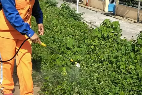 图片[2]-硝磺草酮除草范围：阔叶草和一些禾本科杂草要点？-会东网
