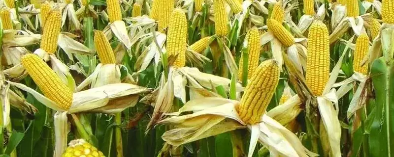 正大12玉米种子啥情况(正大12玉米种子生育期130天左右)？-会东网