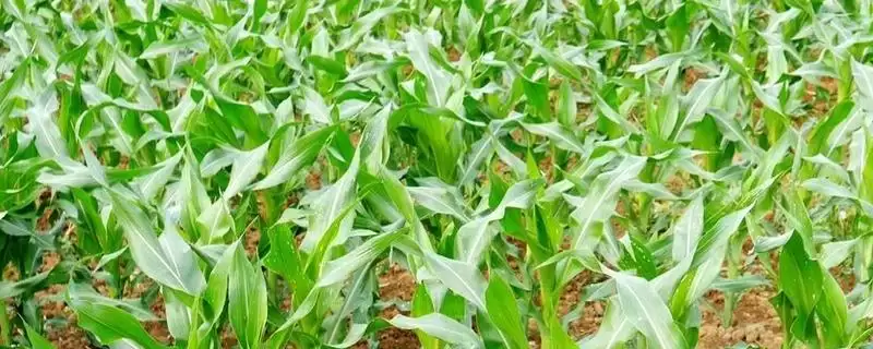 兴单101玉米品种简介及中抗纹枯病情况？-会东网