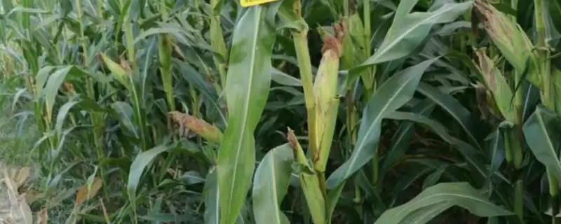 中科玉613玉米种子有啥特征特性(中科玉613玉米种子种植密度3000株/亩左右)?-会东网