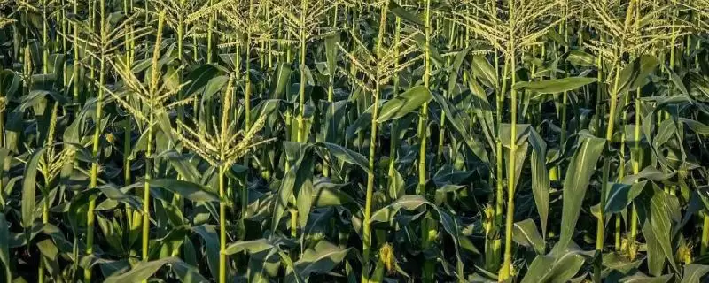 壮玉183玉米种子有啥特点(壮玉183玉米种子注意防治灰斑病和纹枯病)？-会东网