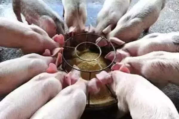 图片[4]-养猪没麸皮用什么代替(养猪没麸皮可用什么替代)？-会东网