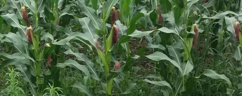先白单7号玉米种简介及间苗均苗要点?-会东网