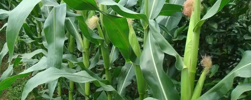 中鲜糯818玉米种子啥情况(中鲜糯818玉米种子中抗纹枯病)?-会东网