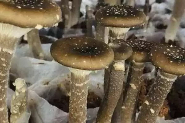 图片[2]-猪肚菇是什么菌类(猪肚菇是一种较常见的野生食用菌)？-会东网