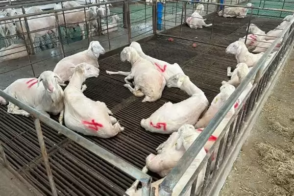 图片[4]-羊怎样养长得快(养羊长得快首先要选择生长速度较快的羊品种)？-会东网