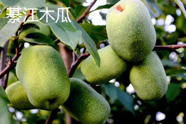 图片[10]-重庆市綦江有啥特产(重庆市綦江特产黑山方竹笋为中国独有)？-会东网