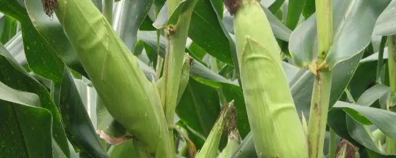 邢玉10号玉米品种简介及防治病虫害要点?-会东网