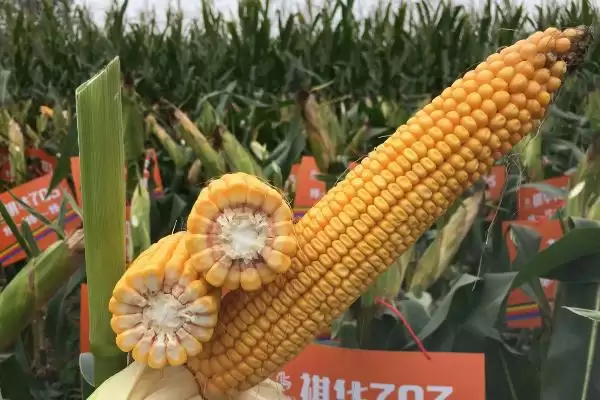 图片[3]-有哪些高抗锈病玉米种(高抗锈病玉米种有哪些)？-会东网