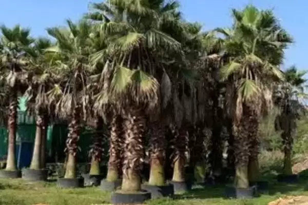 图片[7]-棕榈树的种植技术有哪些(棕榈树种植需从壮年树上采种)？-会东网