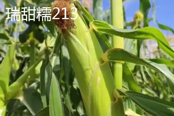 图片[6]-有哪些品质好的玉米种(品质好的玉米种有哪些推荐)？-会东网