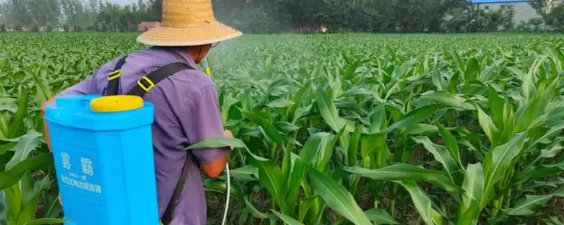 玉米控旺早上打药可以吗(玉米控旺早上打药是否合适)？-会东网