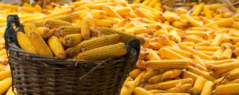 玉米刚种上可以浇水吗(玉米刚种完是否需要浇水)?-会东网