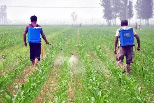 图片[3]-玉米香蕉穗的防治方法(玉米香蕉穗的防治措施有哪些)？-会东网