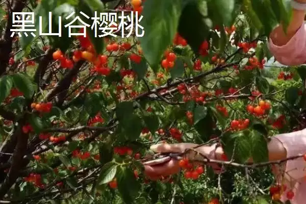 图片[5]-重庆市綦江有啥特产(重庆市綦江特产黑山方竹笋为中国独有)？-会东网
