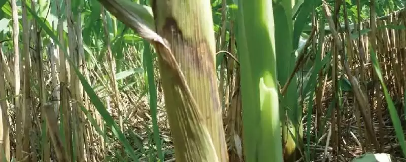 玉研511玉米种子特点(玉研511玉米种子有哪些特点)？-会东网