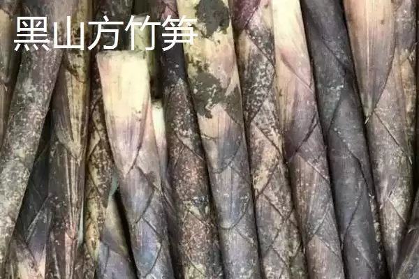 图片[2]-重庆市綦江有啥特产(重庆市綦江特产黑山方竹笋为中国独有)？-会东网