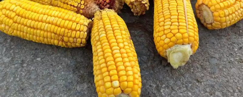 园玉1506(试验名称:园玉1506)玉米种子特征特性(园玉1506玉米种子特性有哪些)?-会东网