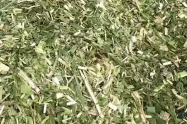 图片[3]-养鸡场鸡粪怎么处理(养鸡场鸡粪如何处理)？-会东网