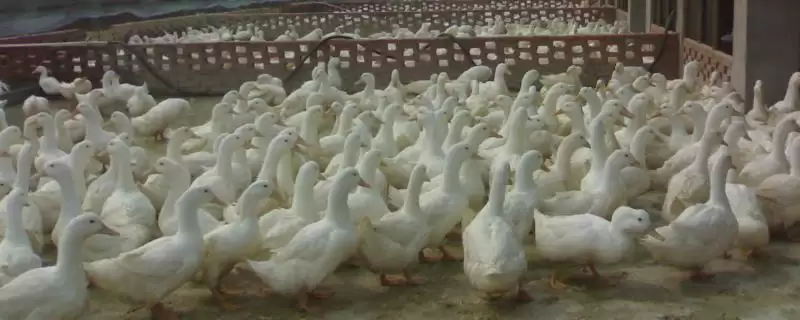 养殖肉鸭怎么节省饲料(养殖肉鸭节省饲料的方法)?-会东网