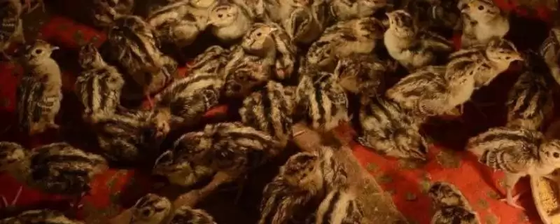 野鸡几天能孵化出来(野鸡孵化需要多少天)?-会东网