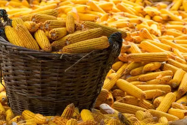 图片[4]-雅白玉68玉米品种简介及高抗穗腐病情况？-会东网
