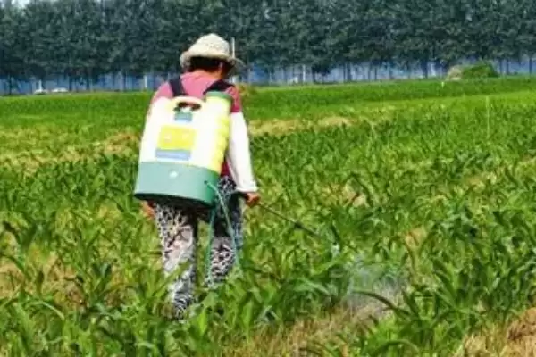 图片[3]-玉米脱肥症状(玉米脱肥的症状表现有哪些)？-会东网