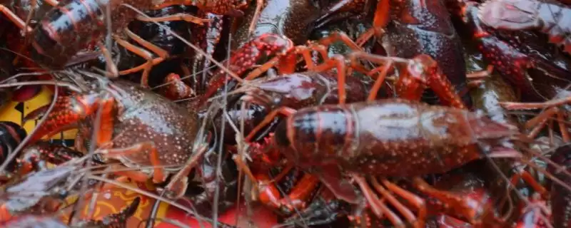 小龙虾怎么养殖(小龙虾养殖需清塘消毒、培育浮游生物后放虾苗)？-会东网