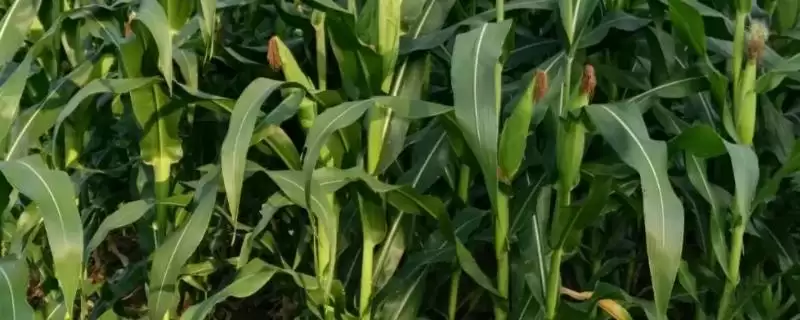 玉米的种植时间(玉米的适宜种植时间是什么时候)？-会东网