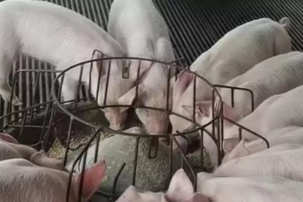 图片[4]-养殖白猪不养黑猪的原因(养殖白猪不养黑猪原因是什么)？-会东网