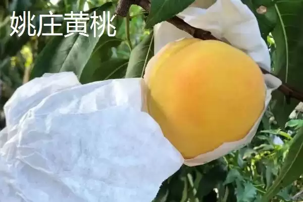 图片[3]-浙江省嘉善县的特产，包括嘉善老酒、姚庄黄桃、六塔鳖等种类？-会东网