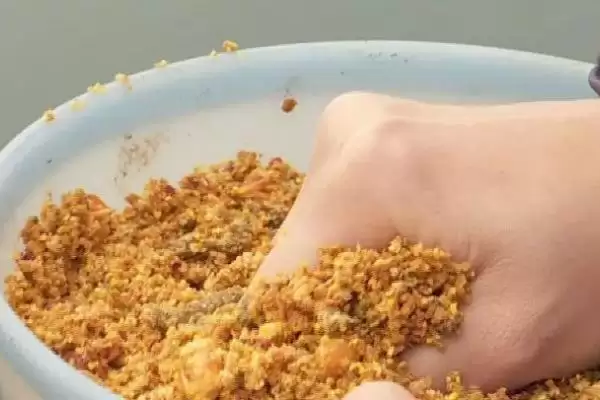 图片[4]-夏天钓鲫鱼用线选择及根据体型大小要点？-会东网