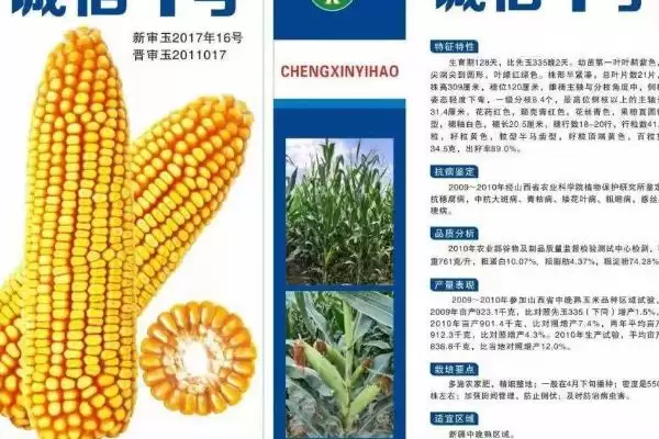 图片[3]-怎么鉴别玉米种子的伪劣(鉴别玉米种子伪劣的方法有哪些)？-会东网