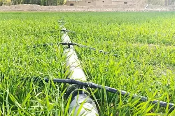 图片[5]-小麦后期喷微肥增产增重：锌肥等微肥要点？-会东网