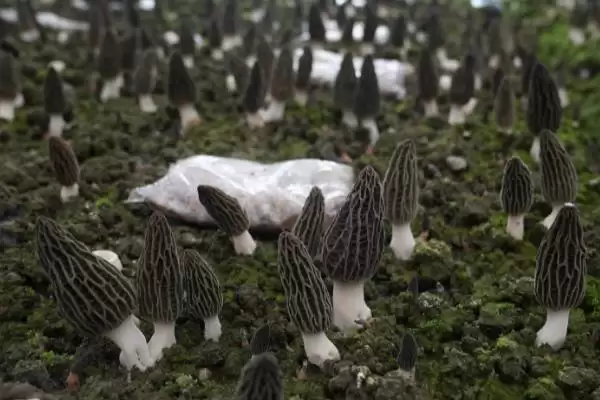 图片[5]-在大田里种植羊肚菌的方法(大田种植羊肚菌的方法有哪些)？-会东网