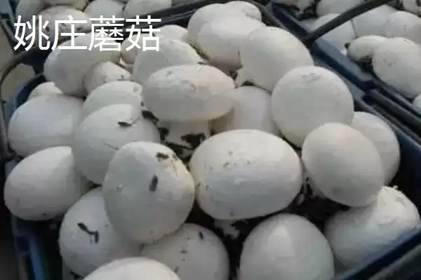 图片[8]-浙江省嘉善县的特产，包括嘉善老酒、姚庄黄桃、六塔鳖等种类？-会东网