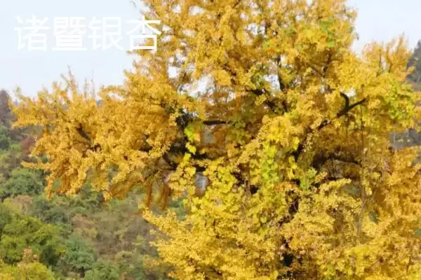 图片[9]-浙江省嘉善县的特产，包括嘉善老酒、姚庄黄桃、六塔鳖等种类？-会东网