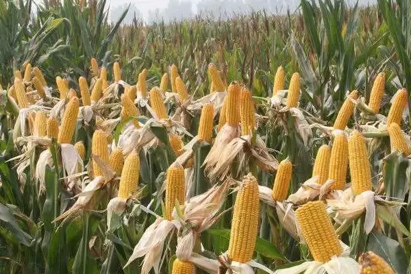 图片[2]-珍美999玉米种子有啥特征特性(珍美999玉米种子选择地势平坦肥力中等以上)？-会东网