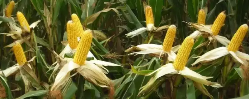 众粘2号玉米种啥情况(众粘2号玉米种选择中等以上肥力地块)？-会东网