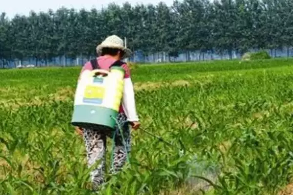 图片[4]-玉米除草剂一般什么时候打(玉米除草剂最佳使用时间是什么时候)？-会东网