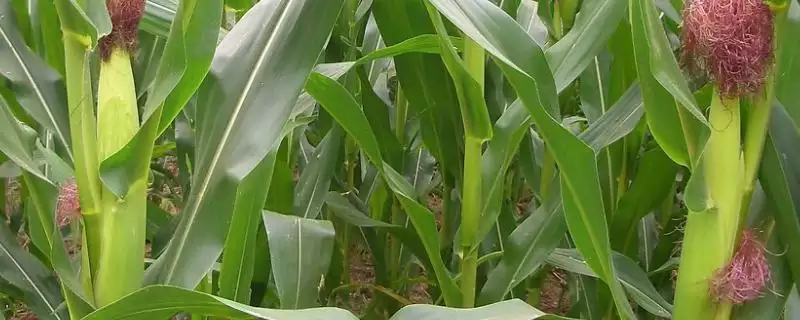 五福818玉米品种特性及种植密度要点?-会东网